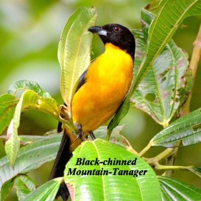 Black-chinned Mountain-Tanager